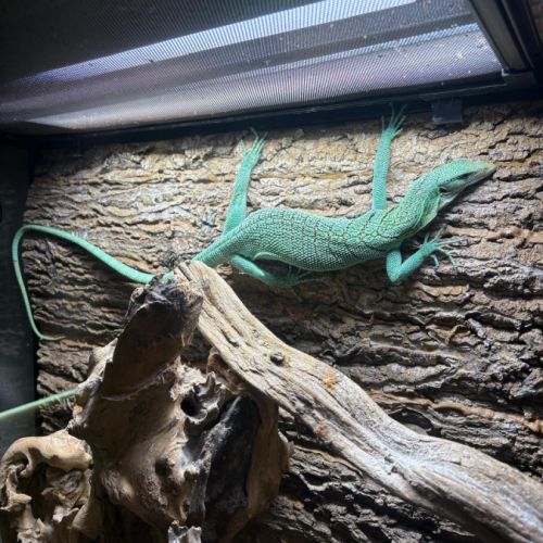 Varanus prasinus – varan arboricole vert #1