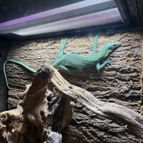 Varanus prasinus – varan arboricole vert #2