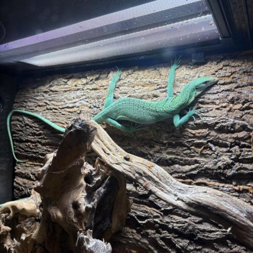 Varanus prasinus – varan arboricole vert #6