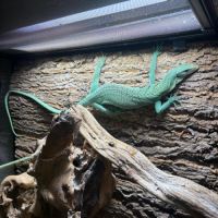 Varanus prasinus – varan arboricole vert #1