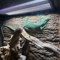 Varanus prasinus – varan arboricole vert #2