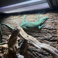 Varanus prasinus – varan arboricole vert #3