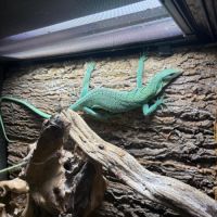 Varanus prasinus – varan arboricole vert #4