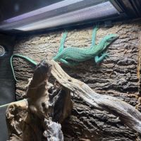 Varanus prasinus – varan arboricole vert