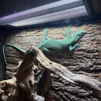 Varanus prasinus – varan arboricole vert #6