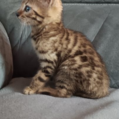 Chaton bengal #6