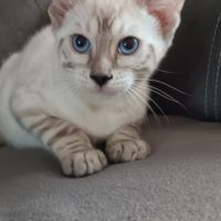 Chaton bengal #2