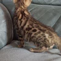 Chaton bengal #4