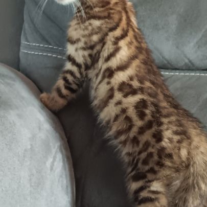 Chaton bengal #4