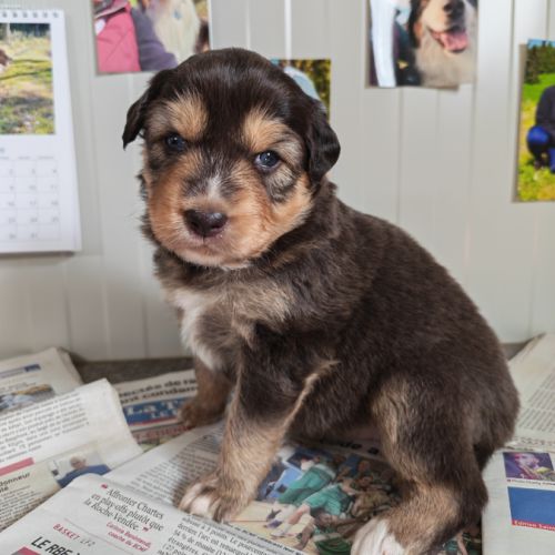 Chiots berger australien lof #1