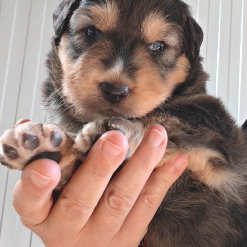 Chiots berger australien lof #2
