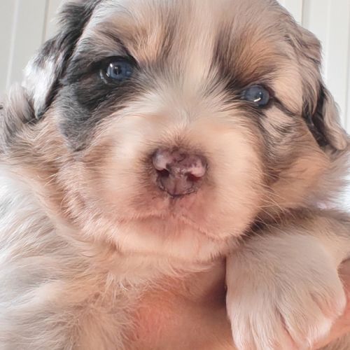 Chiots berger australien lof