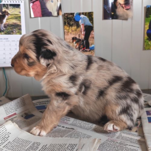 Chiots berger australien lof #5