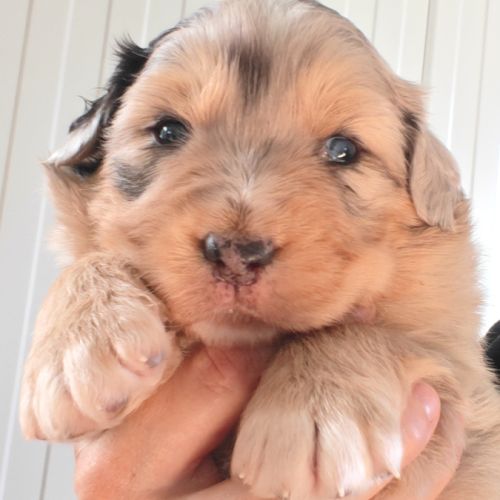 Chiots berger australien lof #6