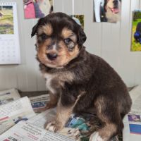 Chiots berger australien lof #1