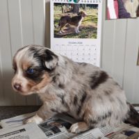 Chiots berger australien lof #3