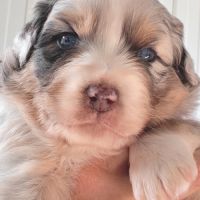 Chiots berger australien lof