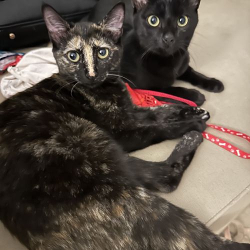 Jasmin et marguerite, duo à l'adoption #3
