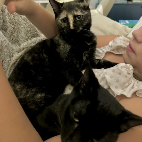 Jasmin et marguerite, duo à l'adoption #4