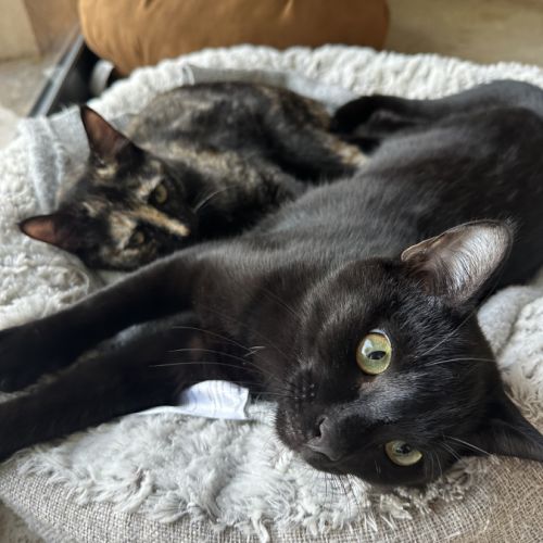 Jasmin et marguerite, duo à l'adoption #5