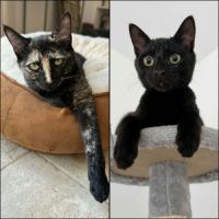 Jasmin et marguerite, duo à l'adoption