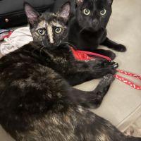 Jasmin et marguerite, duo à l'adoption #3