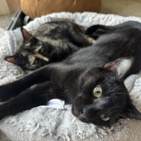 Jasmin et marguerite, duo à l'adoption #5