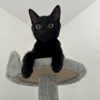 Jasmin et marguerite, duo à l'adoption #7