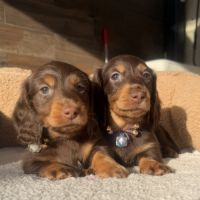 Chiots teckel poil long chocolat à réserver