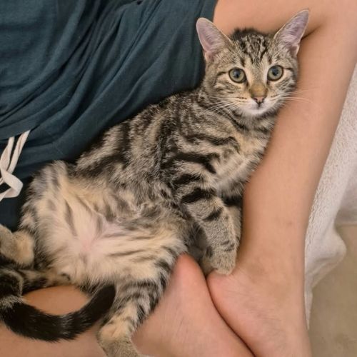 Chloé, adorable chaton à l'adoption