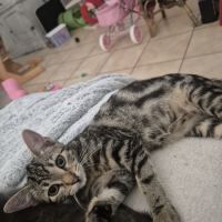 Chloé, adorable chaton à l'adoption #1