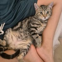 Chloé, adorable chaton à l'adoption