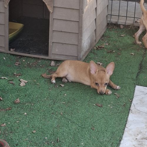 3 males chihuahua #2
