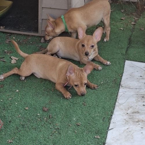 3 males chihuahua #0