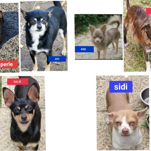3 males chihuahua #5