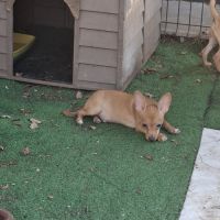 3 males chihuahua #2
