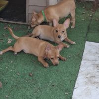 3 males chihuahua