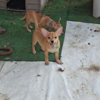 3 males chihuahua #4