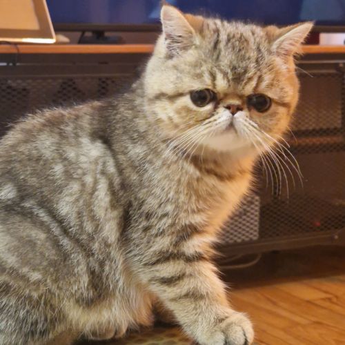 Chatons exotics #0