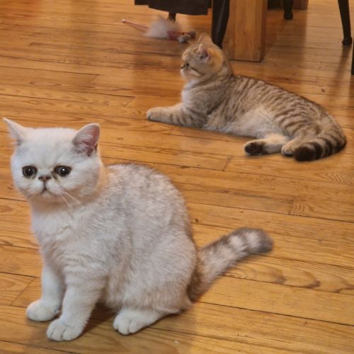 Chatons exotics #2