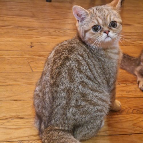 Chatons exotics #3