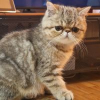 Chatons exotics
