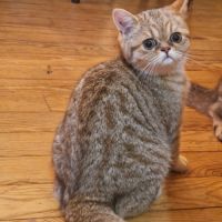 Chatons exotics #3