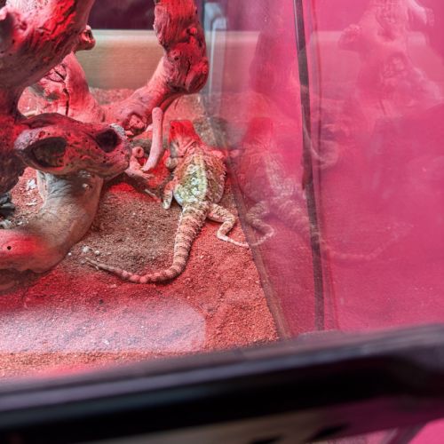 Terrariums 45 et 90cm + 2 pogona nain henrylawsoni #2