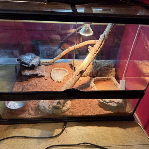 Terrariums 45 et 90cm + 2 pogona nain henrylawsoni #5