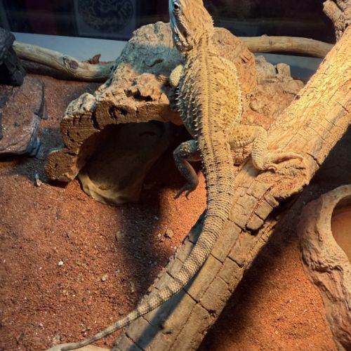 Terrariums 45 et 90cm + 2 pogona nain henrylawsoni