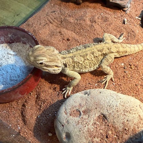 Terrariums 45 et 90cm + 2 pogona nain henrylawsoni #9