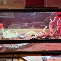 Terrariums 45 et 90cm + 2 pogona nain henrylawsoni #1