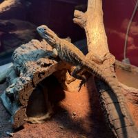 Terrariums 45 et 90cm + 2 pogona nain henrylawsoni #6