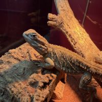 Terrariums 45 et 90cm + 2 pogona nain henrylawsoni #7